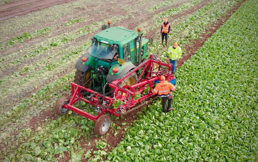 Robot solution for automating the lettuce harvest / Robots as helpers in the lettuce harvest